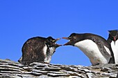 Western Rockhopper Penguin (Eudyptes chrysocome chrysocome). Sealion Island, Falkland Islands