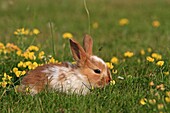 Domestic rabbit Oryctolagus cuniculus Order: Lagomorpha Family: Leporidae