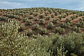 Olivar, Parque Natural Sierra de Andújar, Jaen, Andalucía, España