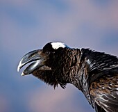 Grosbeak Crow, Simien Mountains, Ethiopia, Africa