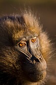 Gelada Baboon, Simien Mountains, Ethiopia, Africa