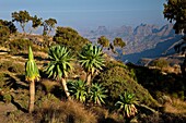 Giant Lobelia in Chennek Area, Simien Mountains, Ethiopia, Africa
