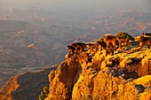 Gelada Baboon, Simien Mountains, Ethiopia, Africa