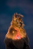 Gelada Baboon, Simien Mountains, Ethiopia, Africa