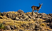 Walia Ibex Goat, Simien Mountains, Ethiopia, Africa