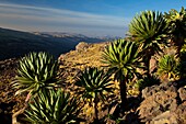 Giant Lobelia, Chennek Area, Simien Mountains, Ethiopia, Africa