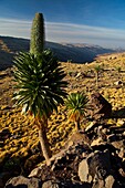 Giant Lobelia, Chennek Area, Simien Mountains, Ethiopia, Africa