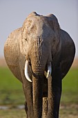 African Elephant, Amboseli National Park, Kenya, Africa