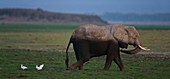 African Elephant, Amboseli National Park, Kenya, Africa