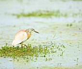 Squacco, Amboseli National Park, Kenya, Africa