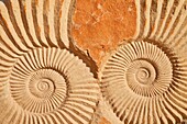 Fossil Ammonites, Sahara Desert, Merzouga, Morocco, Africa