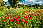 Poppies in a meadow, La Serena, Badajoz, Extremadura, Spain