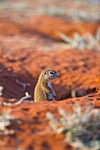 Cape Ground Squirrel Xerus inauris Namibia, Africa