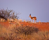 Steenbok or common Raficero, Kalahari Desert, Namibia, Africa