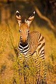 Mountain Zebra Equus zebra