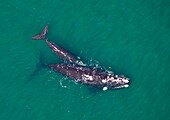 Southern Right Whale Eubalaena australis, Peninsula Valdes, Patagonia, Argentina