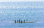 Magellanic Penguin Spheniscus magellanicus, Patagonia, Argentina