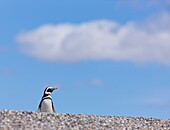 Magellanic Penguin Spheniscus magellanicus, Patagonia, Argentina