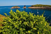 Medicago citrina, Grossa Island, Columbretes Islands, CASTELLON, VALENCIA, SPAIN
