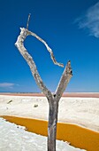 Salinas en la Reserva de la Biosfera de Río Lagartos, Estado de Yucatán, Península de Yucatán, México