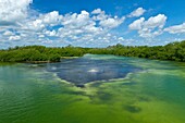 Manglar Reserva de la Biosfera de Sian Kaan, Riviera Maya, Estado de Quntana Roo, Península de Yucatán, México
