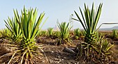 Plantación de pita o ágave Pueblo Lajares Isla Fuerteventura Provincia Las Palmas Islas Canarias España