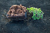 Vegetación en lavas volcánicas Pueblo Las Caletas Isla La Palma Provincia Santa Cruz Islas Canarias España