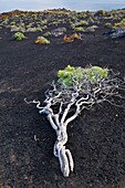 Vegetación en lavas volcánicas Pueblo Las Caletas Isla La Palma Provincia Santa Cruz Islas Canarias España