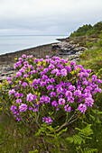 Rhododendrons by the coast, Rum island National Nature Reserve, Small Isles, Inner Hebrides, Scotland, UK