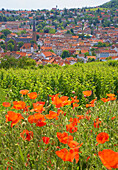Blick über Weinberg mit Mohnblumen auf Neustadt an der Weinstraße, Rheinland-Pfalz, Deutschland