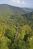 Herbststimmung im Pfälzerwald bei Dahn, Rheinland-Pfalz, Deutschland, Europa