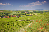 Blick über Weinberge ins Zellertal, Rheinhessen, Rheinland-Pfalz, Deutschland, Europa