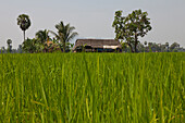Hut in rice field, Kayin State, Myanmar, Birma, Asia