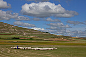 Shepherd with flock of sheep near Castrojeriz, Camino Frances, Way of St. James, Camino de Santiago, pilgrims way, UNESCO World Heritage, European Cultural Route, province of Burgos, Old Castile, Castile-Leon, Castilla y Leon, Northern Spain, Spain, Europ