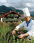 Chef collecting herbs, organic Hotel Chesa Valisa, Hirschegg, Kleinwalsertal, Austria