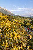 Cyclist between yellow flowers and Monte Amaro, Caramanico Terme, San Eufemia a Maiella, Maiella National Park, Abruzzi, Italy, Europe