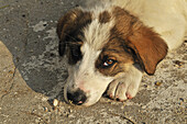 Lying puppy, Ouranopoli, Chalkidiki, Greece