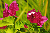 Bougainvilleen,  Kanuhura, Lhaviyani Atoll, Malediven