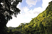 Rainforest on the  Richmond Peak, Saint Vincent, Caribbean