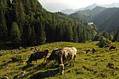 Hikers and cows at Stoibenmöseralm, Taubensee, Reit im Winkl, Chiemgau, Upper Bavaria, Bavaria, Germany, Europe