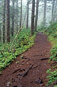 USA, Oregon, Cape Lookout State Park, Cape Trail to end of Cape Lookout through spruce and hemlock forest, foggy morning