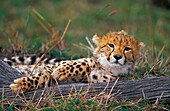 Cheetah in Massai Mara