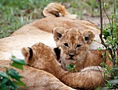 Small lions