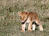 Lion puppies