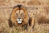 Lions in Kenya