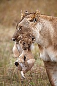 Lions, lat. panthera leo