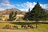 Horses grazing Upcot Station, Upper Awatere River valley, Marlbourough, New Zealand