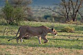 Lioness Panthera leo, Samburu National Park, Kenya