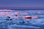 Ice floes on Hudson Bay, near sunset