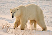 Polar bear Ursus maritimus